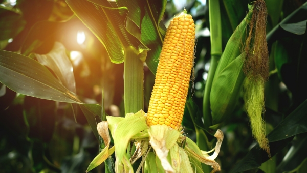 Maize